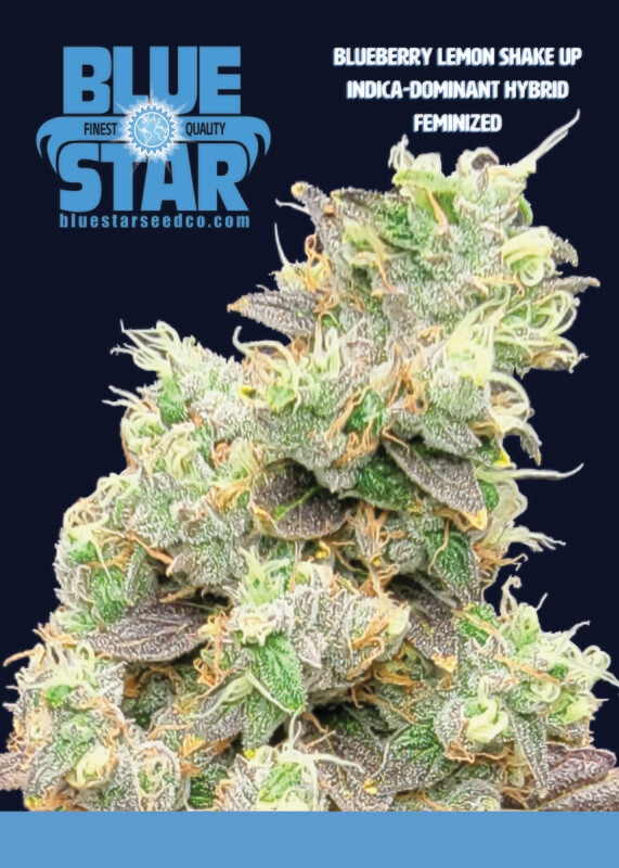 Blueberry Lemon Shake-Up - 6 Feminized Seeds - DJ Short/Blue Star Seed Co + 4 Freebie Fem MOB S2 x Blue Star