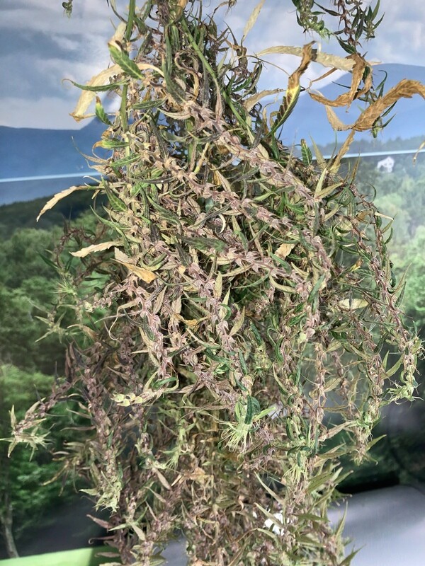 Laos Landrace - BULK SEEDS - 100 Regular Seeds - Mass Medical Strains