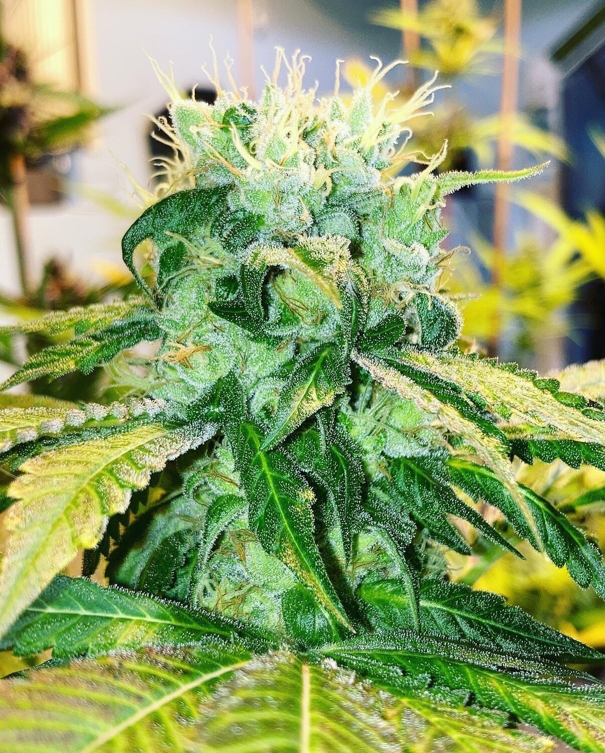 VX1000 - 7 Feminized Seeds - Mass Medical Strains