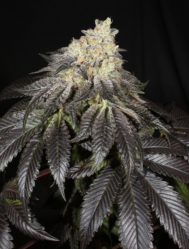 Bubba Hindu REG - 11 Regular Seeds - Cosmic Wisdom Seeds