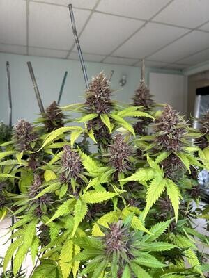 Cambodian PuTang *Limited* - 7 Feminized Seeds - Mass Medical Strains