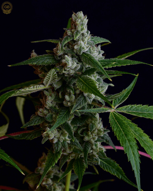 OGLA78  Bx - 21 Regular Seeds - Green Bodhi