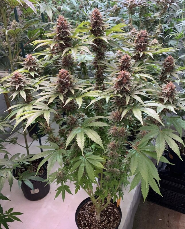 Sour Pupil - 7 Feminized Seeds - Mass Medical Strains