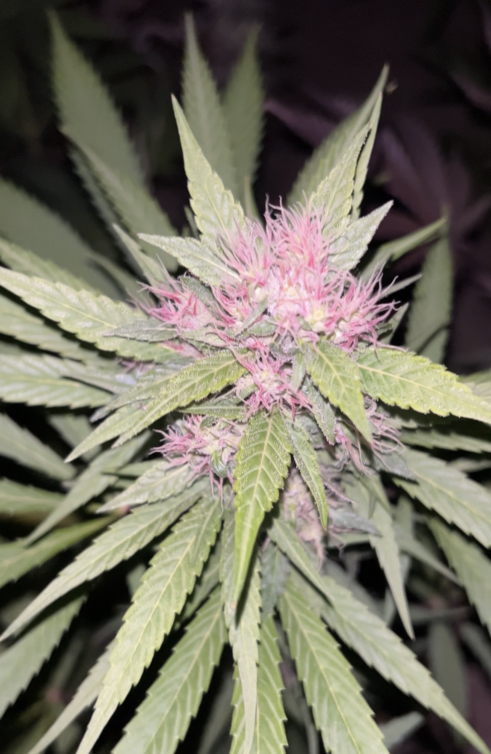 God of Laos - 13 Regular Seeds - Mass Medical Strains