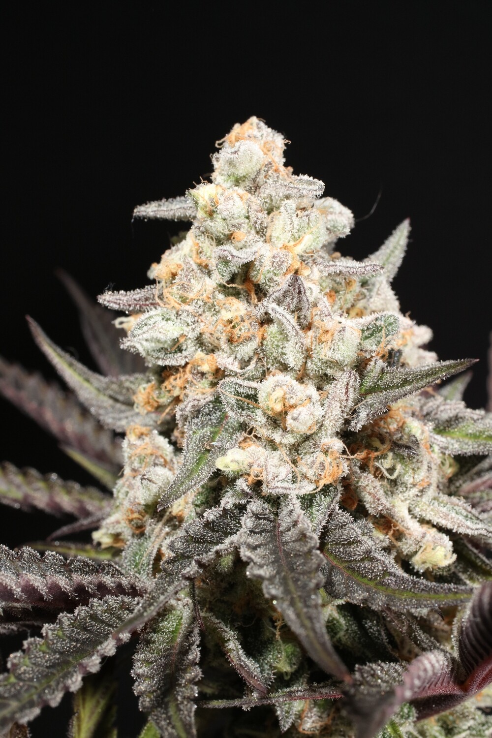 Durbana - 10 Feminized Seeds - Cosmic Wisdom Seeds