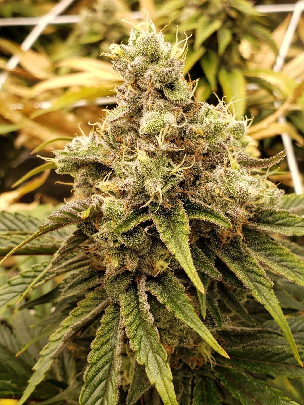 Mass Chem - 7 Feminized Seeds - Mass Medical Strains