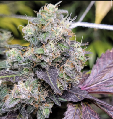 Keto シルバー キノコ　led rechwe southparadiso Red Dog - *Limited* - 13 Regular Seeds - Lucky Dog Seed Co