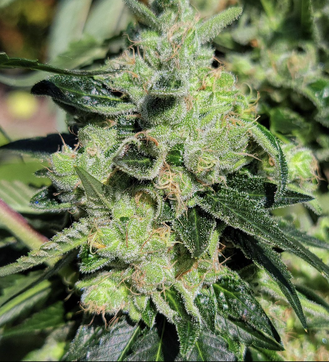 Modified Chem - 13 Regular Seeds - Lucky Dog Seed Co