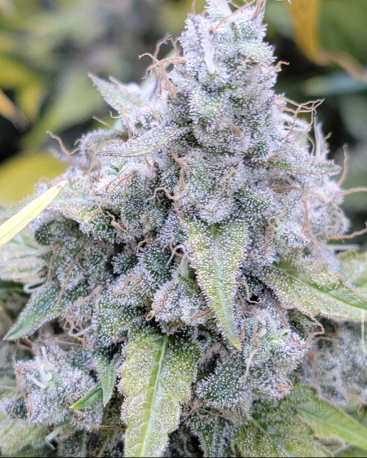 Dog Beach - *Limited* - 13 Regular Seeds - Lucky Dog Seed Co