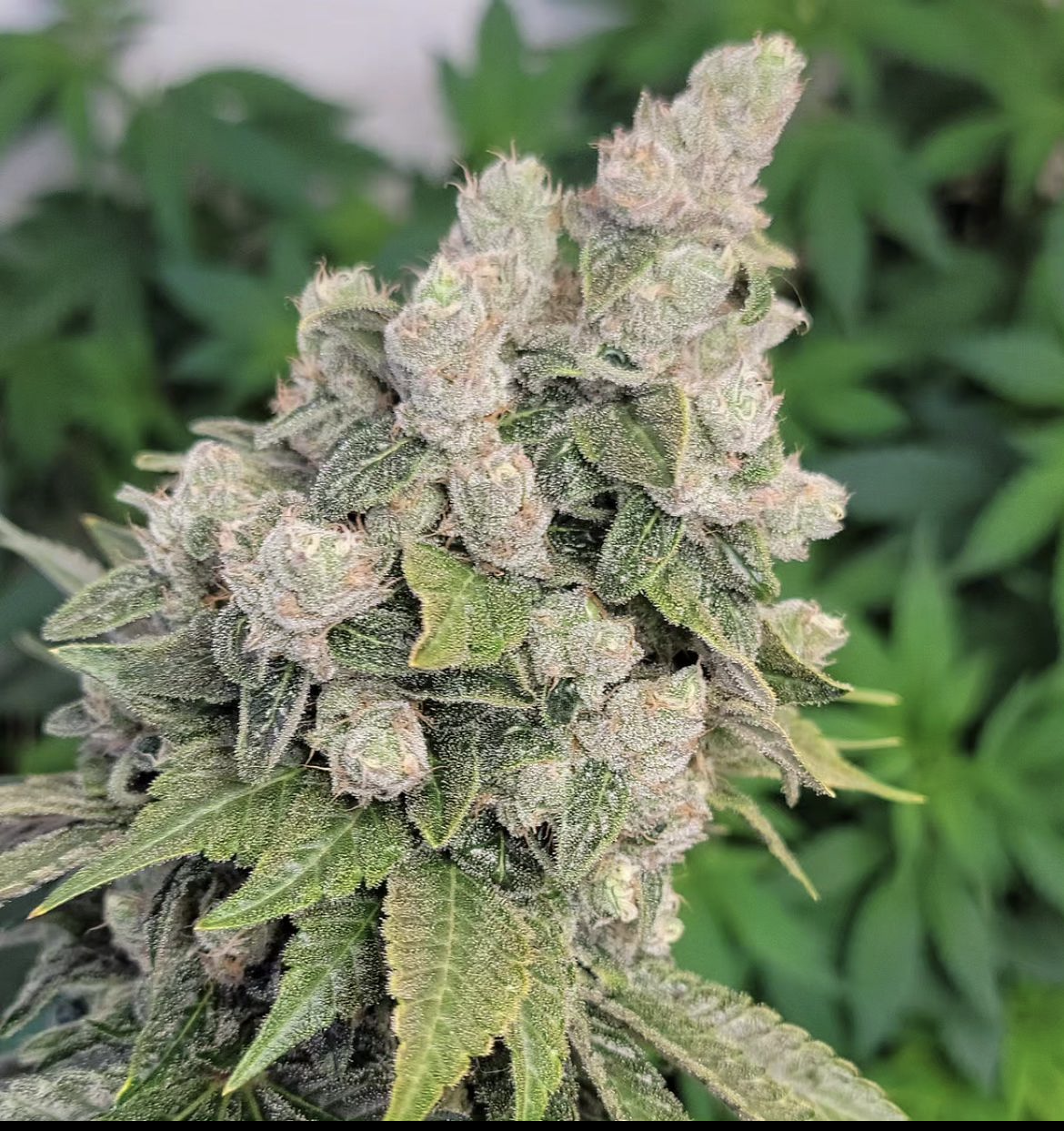 88G13 Chem - *Limited* - 13 Regular Seeds - Lucky Dog Seed Co