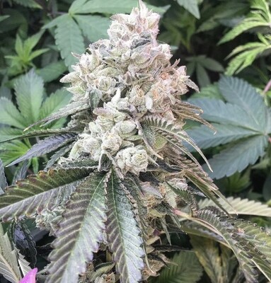 Chewie - *Limited* - 13 Regular Seeds - Lucky Dog Seed Co