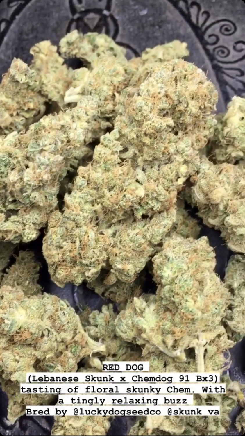 Keto シルバー キノコ　led rechwe southparadiso Red Dog - *Limited* - 13 Regular Seeds - Lucky Dog Seed Co