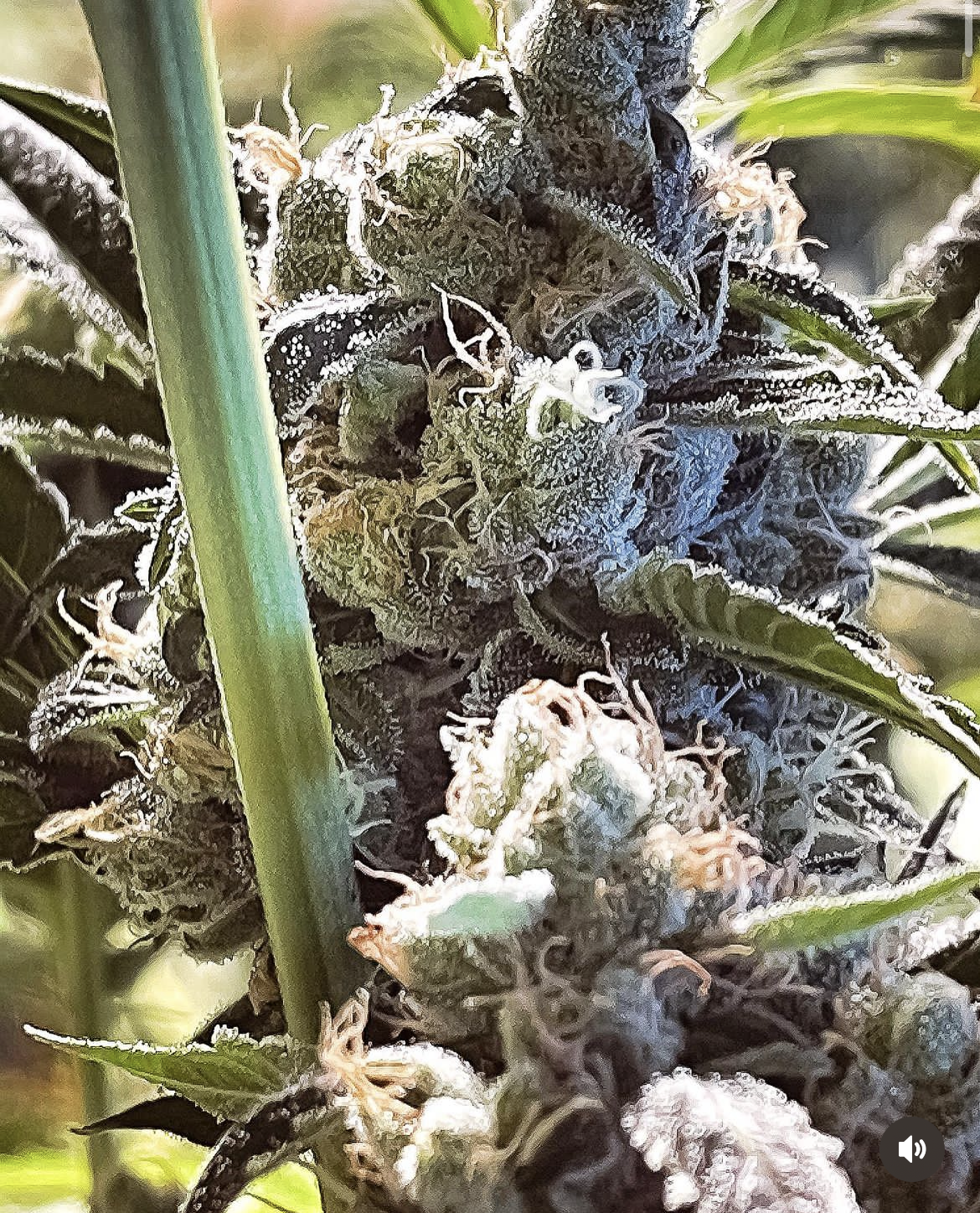 SUPERCELESTIAL - 7 Regular Seeds - GGG/Genetic Designer