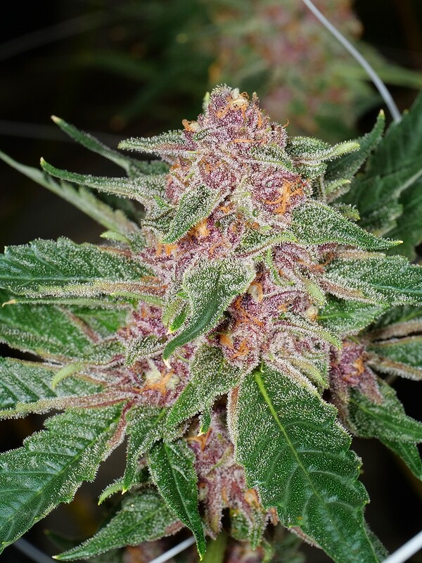 Dilated Pupil V2 - 13 Regular Seeds - Mass Medical Strains