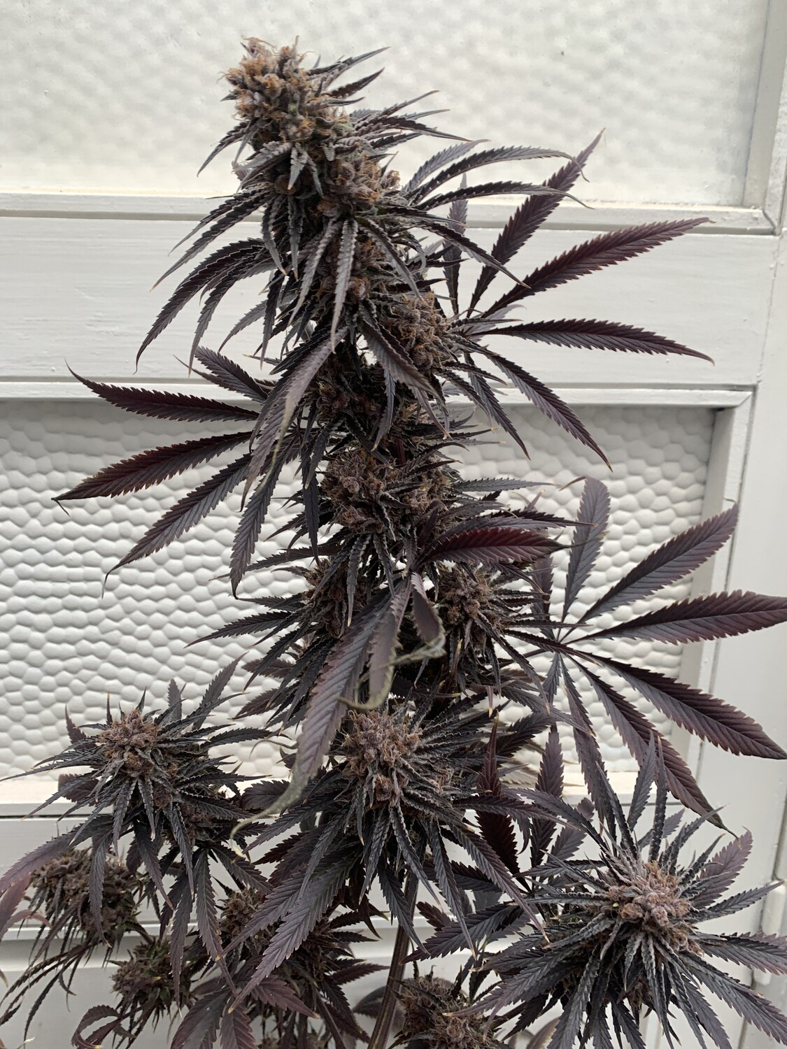 Chick Magnet - 7 Feminized Seeds - Mass Medical Strains