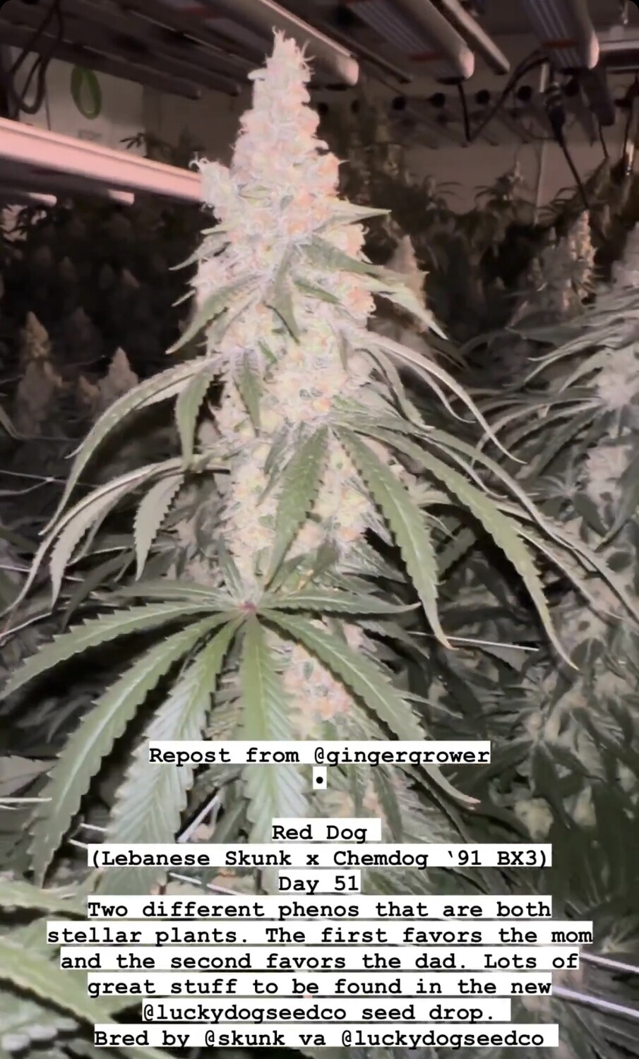 Red Dog - *Limited* - 13 Regular Seeds - Lucky Dog Seed Co