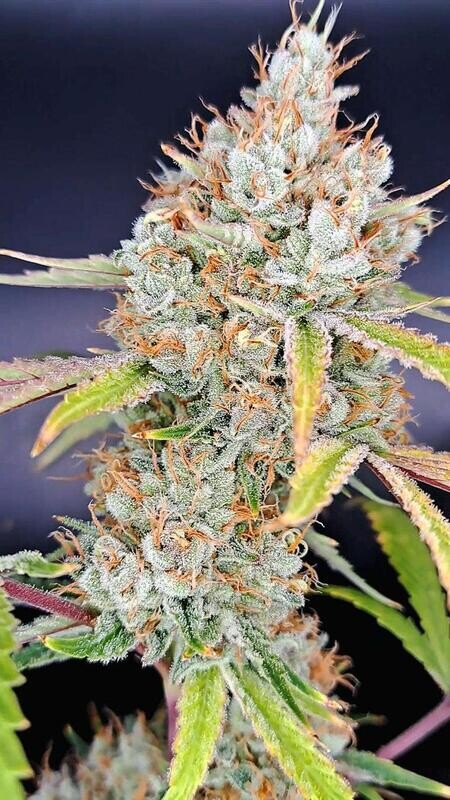 King&#39;s Pupil - 7 Feminized Seeds - Mass Medical Strains