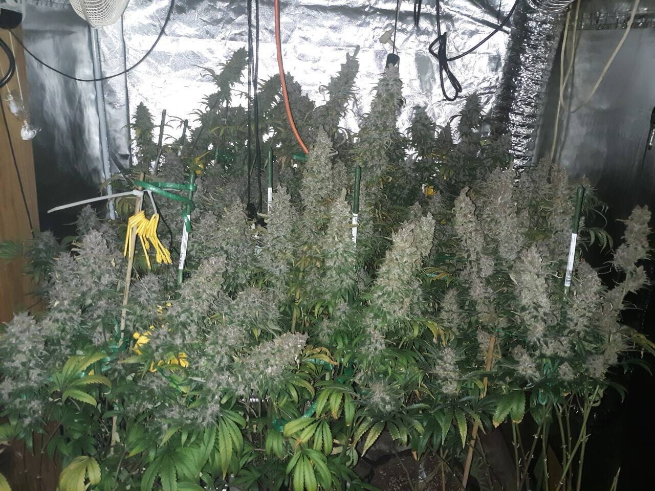 Black Pineapple *Signed + Limited* - 12 Regular Seeds - Mosca Seeds *Vault Item*
