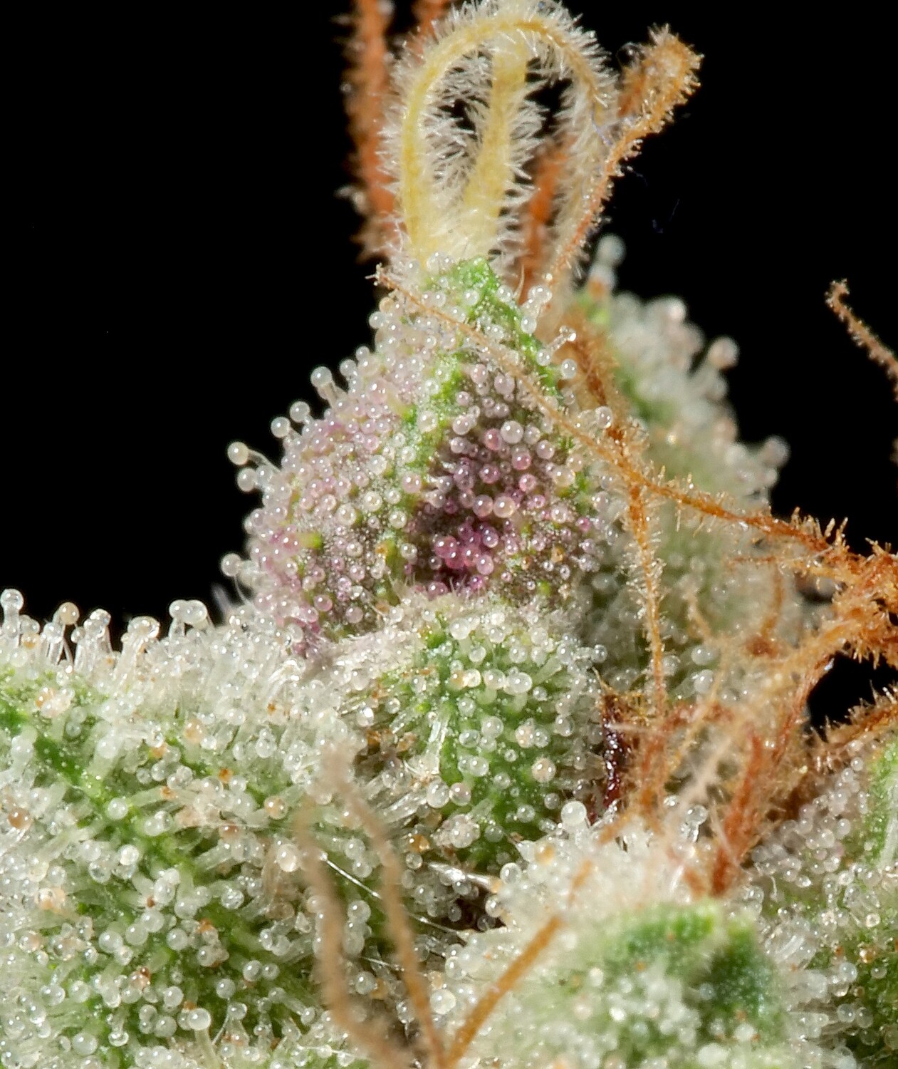 Triangle Pupil - 7 Feminized Seeds - Mass Medical Strains