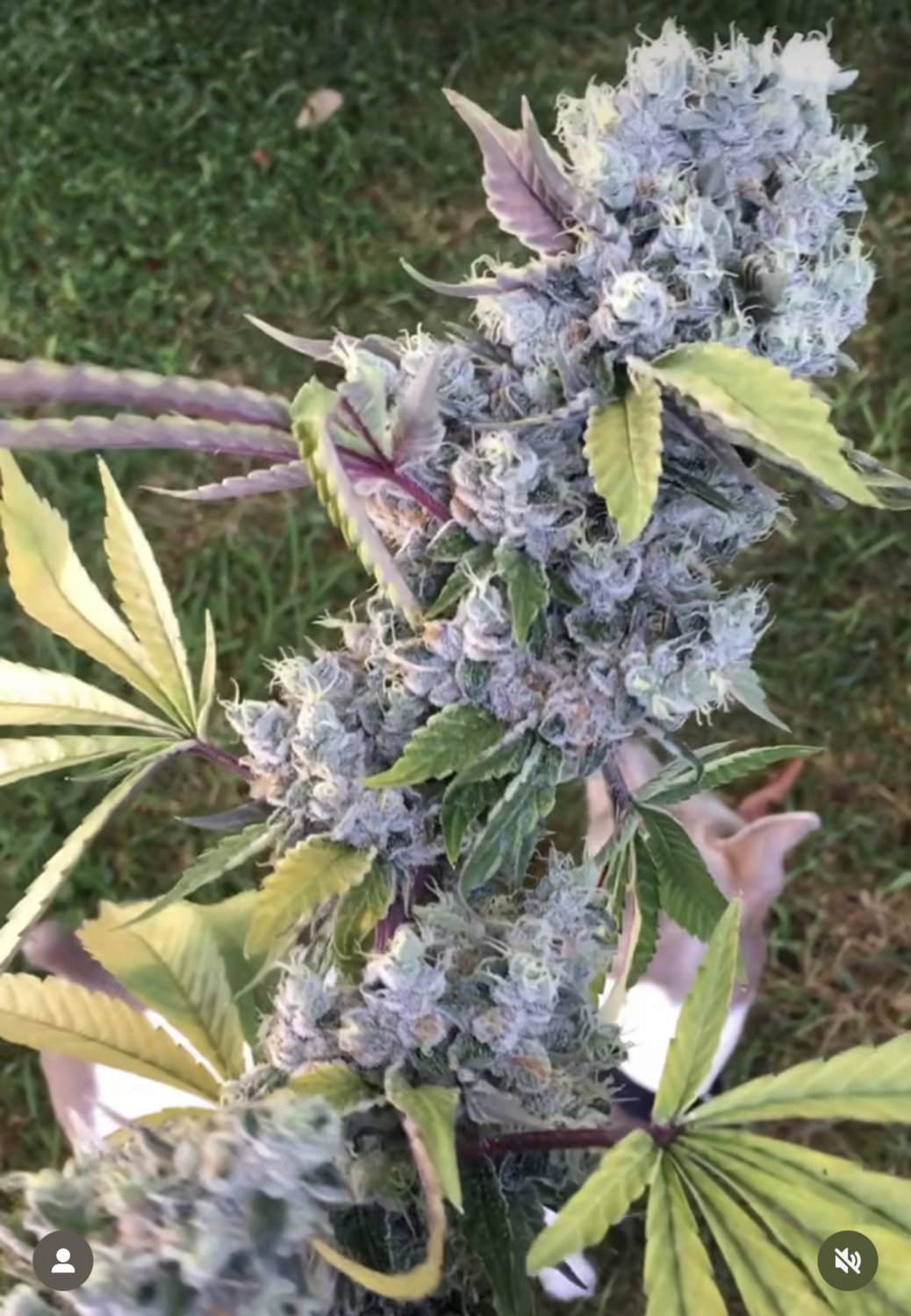 Pole Dog - 13 Regular Seeds - Lucky Dog Seed Co