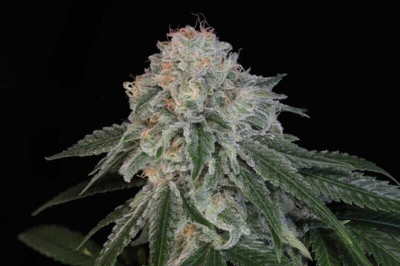 Something Good - 6 Feminized Seeds - Twenty20 Mendocino