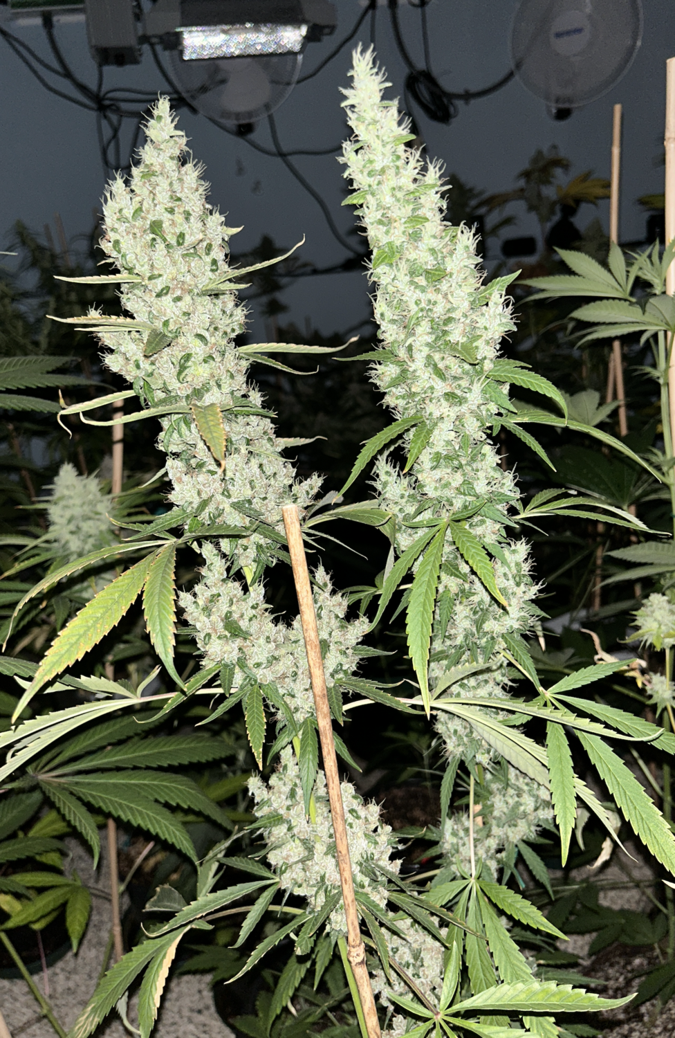 Watermelon Chem - 13 Regular Seeds - Mass Medical Strains