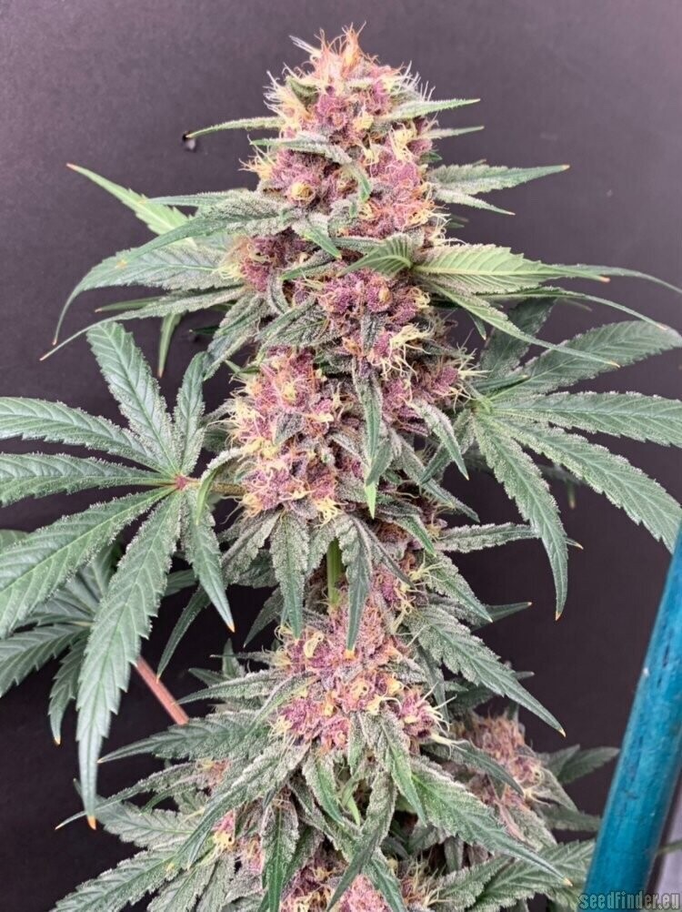 Indigo Triangle - 13 Regular Seeds - Mass Medical Strains