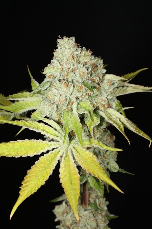 Hindu Triangle - 5 Feminized Seeds - Cosmic Wisdom
