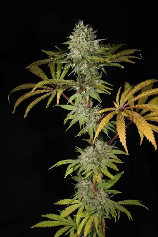 Neville&#39;s Hindu Haze - 11 Regular Seeds - Cosmic Wisdom