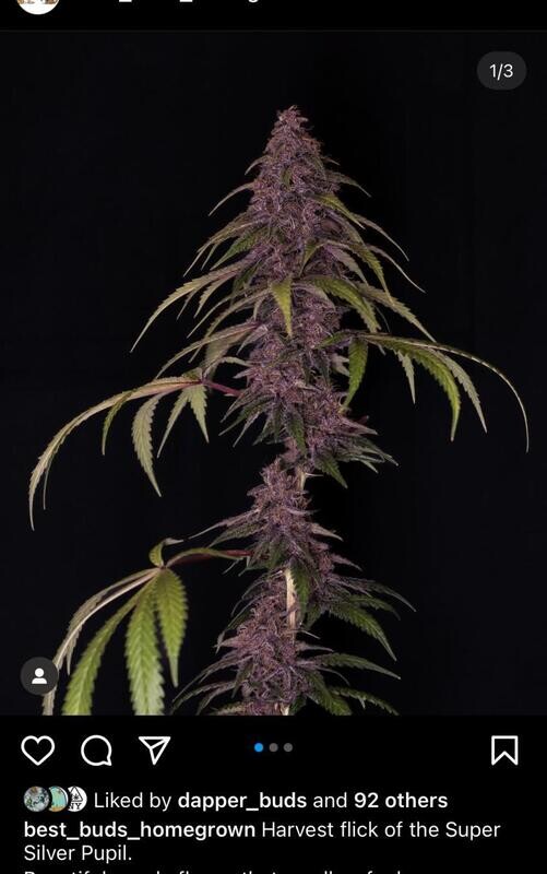 Super Silver Pupil S1 Feminized - Mass Medical Strains
