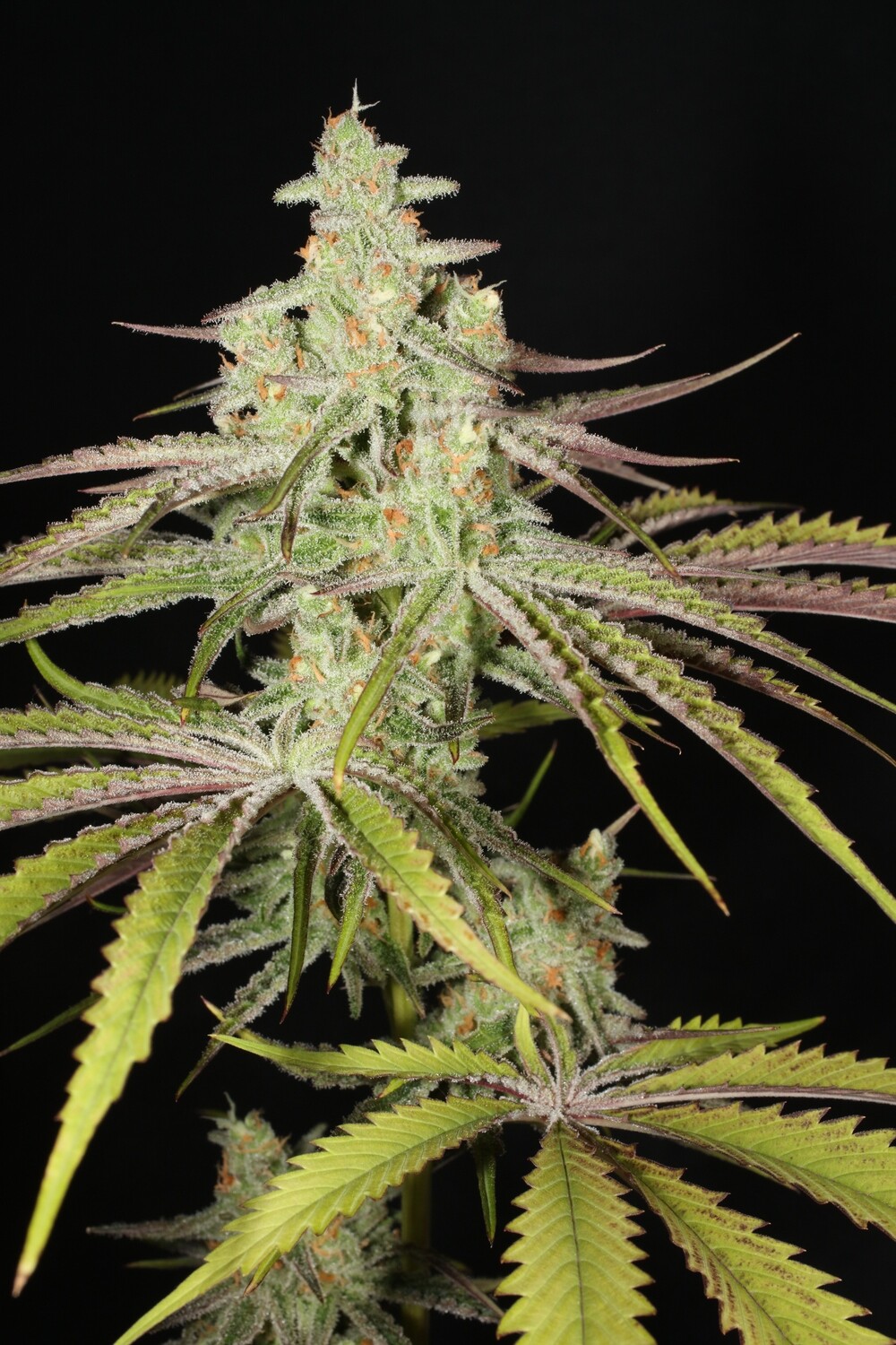 Super Platinum Laos - Limited - 13 Regular Seeds - Mass Medical Strains