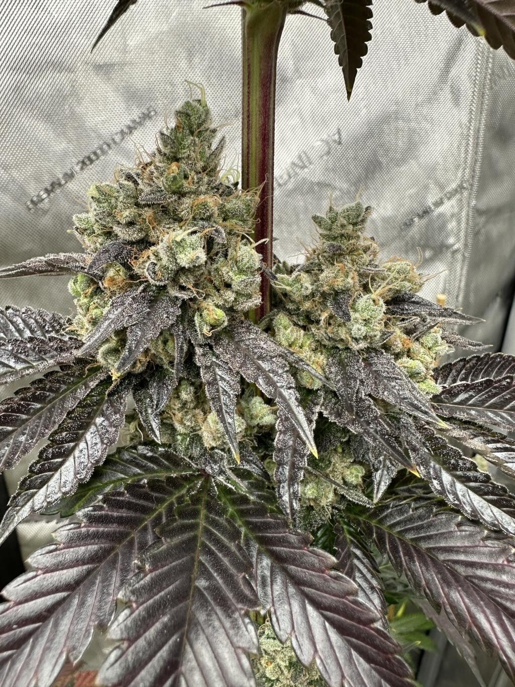 Green Screen - 13 Regular Seeds - Mass Medical Strains