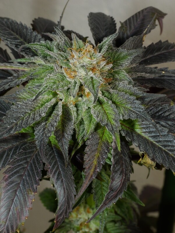 Bubba Hindu FEM - 10 Feminized Seeds - Cosmic Wisdom Seeds