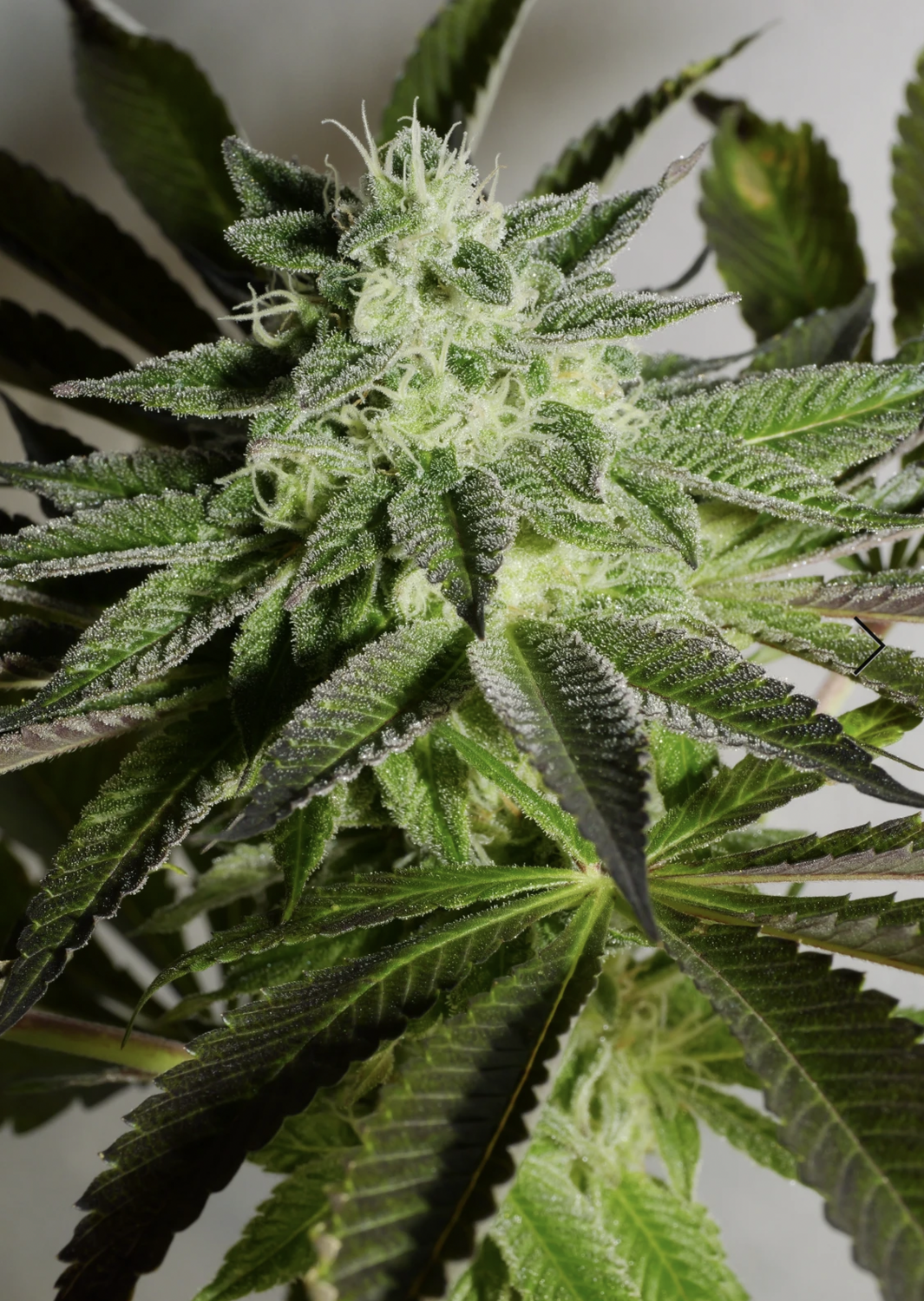 Sour Michigan - 10 Feminized Seeds - Cosmic Wisdom