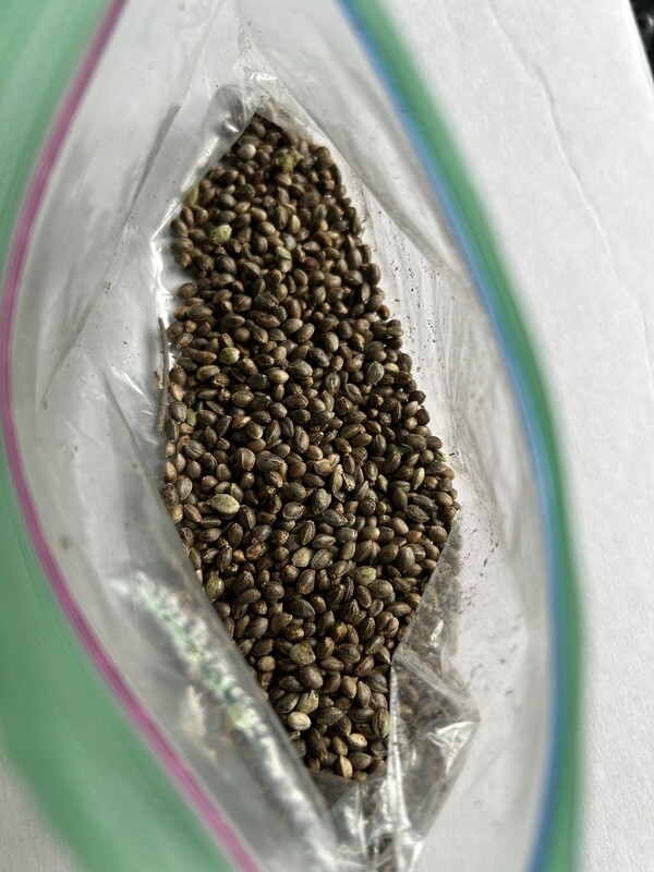 Old Family Purple x PHKM10 Regular - 23g Approx 1403 Seeds - Cosmic Wisdom Bulk Breeder Pack