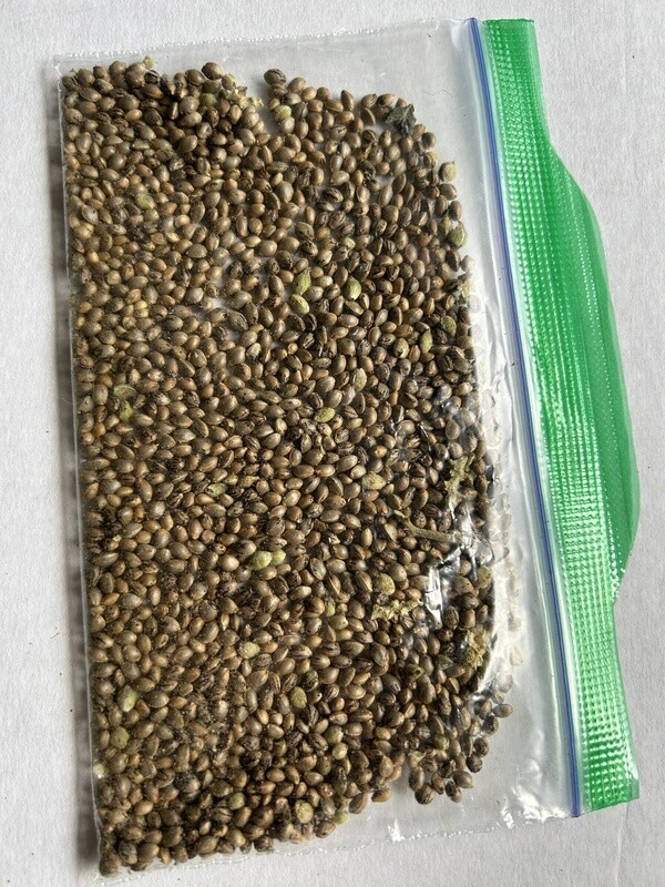 Mango Haze x PHKM10 Regular - 20g Approx 1220 Seeds - Cosmic Wisdom Bulk Breeder Pack