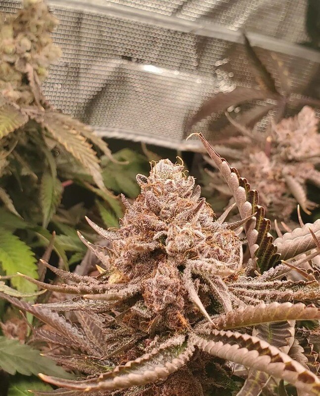 Grape Candy - 12 Regular Seeds - Jordan of the Islands