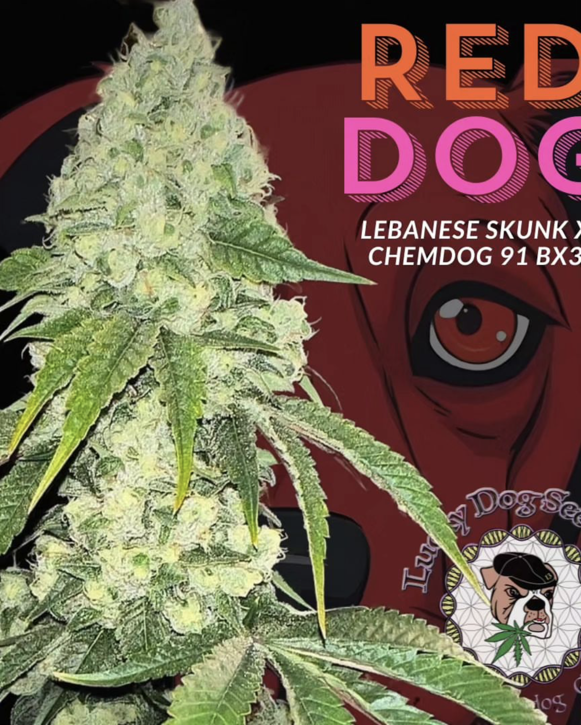 Red Dog - *Limited* - 13 Regular Seeds - Lucky Dog Seed Co