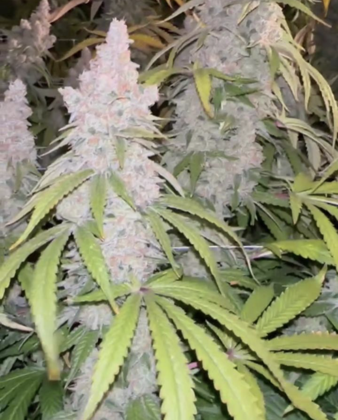 Keto シルバー キノコ　led rechwe southparadiso Red Dog - *Limited* - 13 Regular Seeds - Lucky Dog Seed Co
