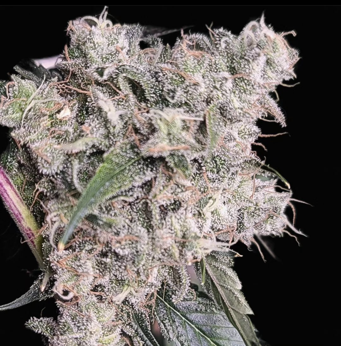 Diesel Poison - 13 Regular Seeds - Lucky Dog Seed Co