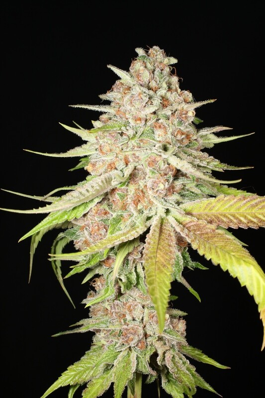 Innervision - 13 Regular Seeds - Mass Medical Strains