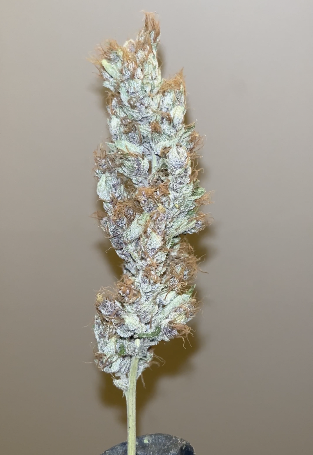 Ketchup Haze - 7 Feminized Seeds - Mass Medical Strains