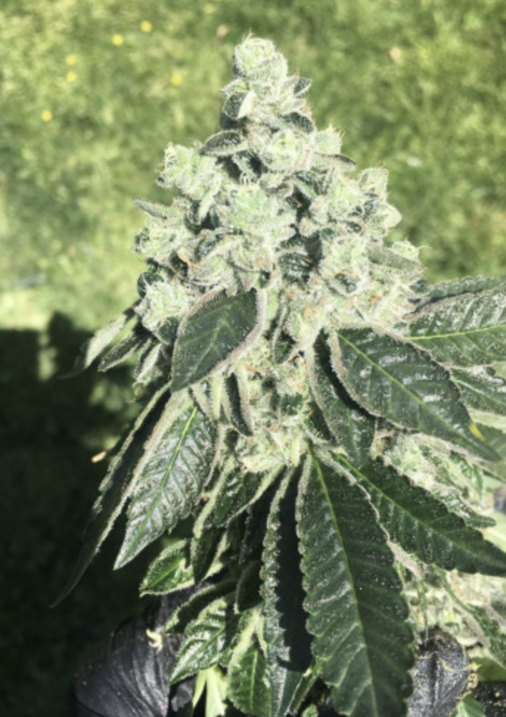 Dog Roller - 13 Regular Seeds - Lucky Dog Seed Co