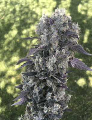 Keto シルバー キノコ　led rechwe southparadiso Red Dog - *Limited* - 13 Regular Seeds - Lucky Dog Seed Co