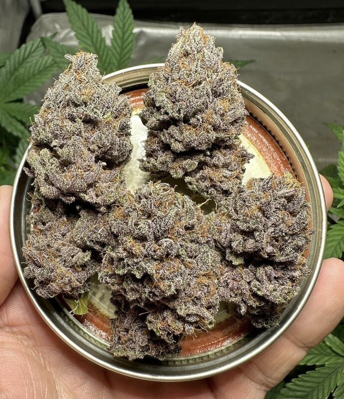 Gnome Glue - 12 Regular Seeds - Gnome Medics - Plus Freebies Roman x Rootbeer Freeze and Lemon Jack x Rootbeer Freeze