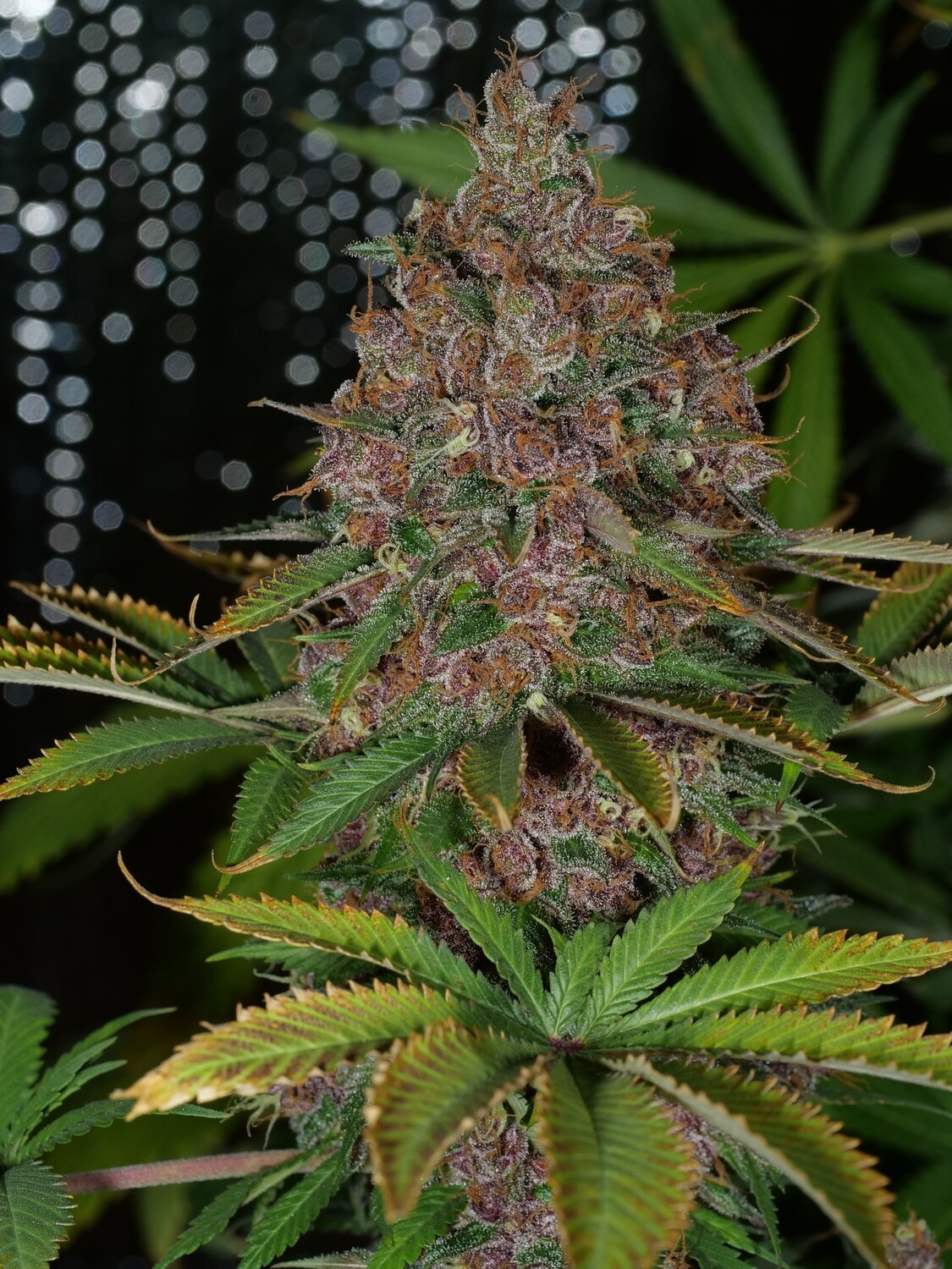 Pineapple Mushroom Pupil - 7 Feminized Seeds - Mass Medical Seeds