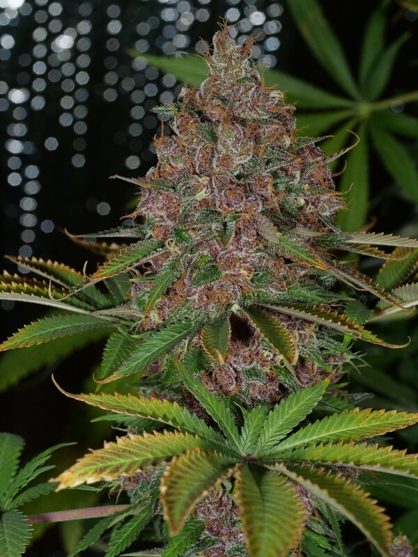 Pineapple Mushroom Pupil - 7 Feminized Seeds - Mass Medical Seeds