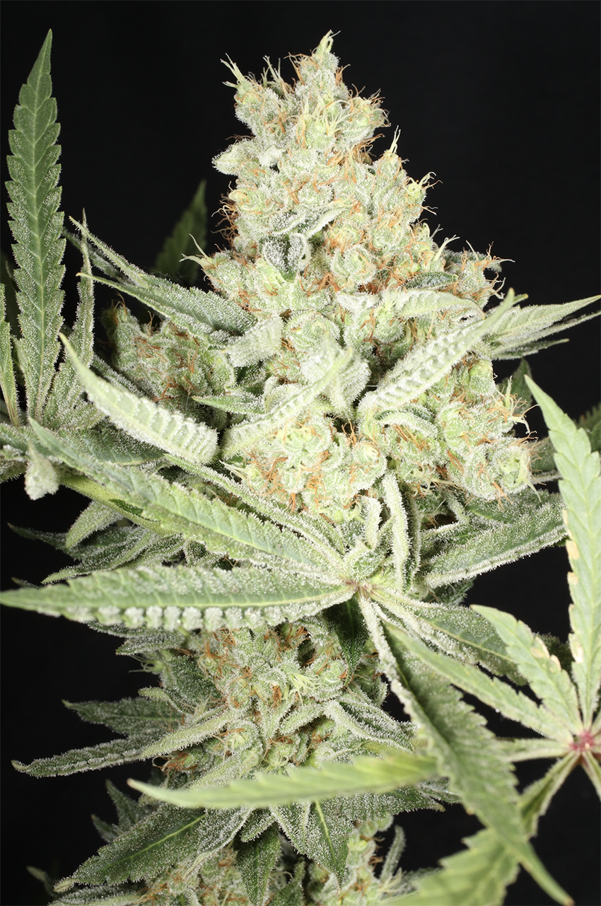 Kernel PuTang S1 - 7 Feminized Seeds - Mass Medical Seeds