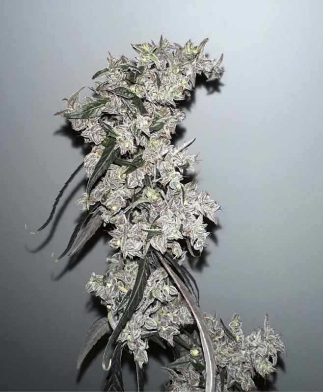 Watermelon Hashplant - 13 Regular Seeds - Mass Medical Strains