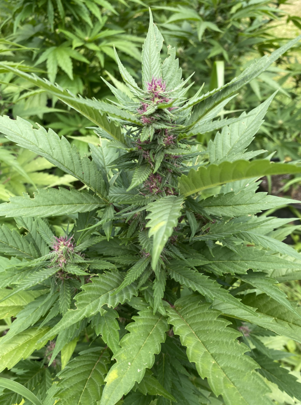 Lillikoi Moon x Shiva Sun - 10 Feminized Seeds - Aloha Island Genetics